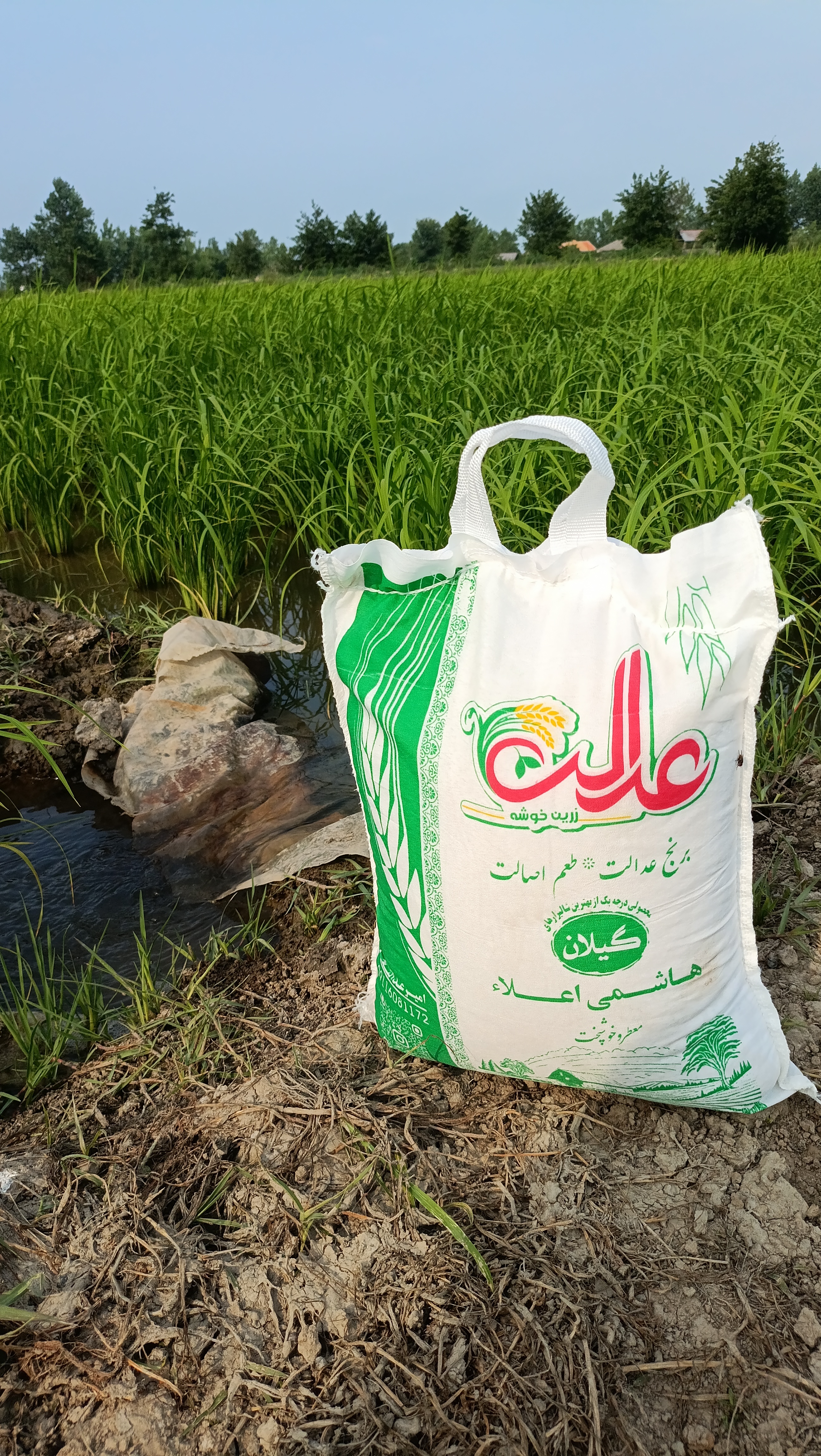 گونی برنج هاشمی اعلا ۵ کیلویی عدالت در مزرعه